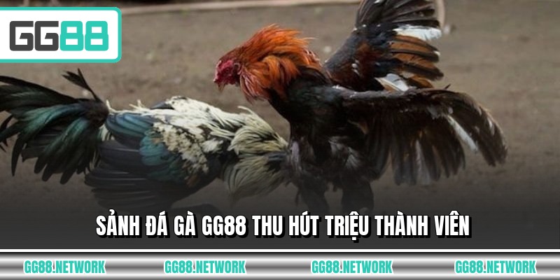Sảnh đá gà GG88 thu hút triệu thành viên